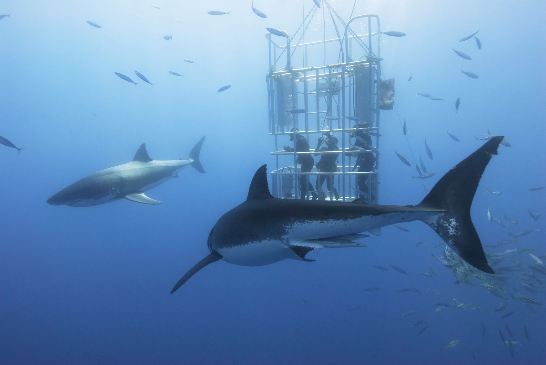 Shark watching people in a cage